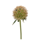 PING PONG, SCABIOSA