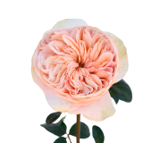 TIP TOP GARDEN ROSE, PEACH, PINK, BLUSH, GARDEN ROSE