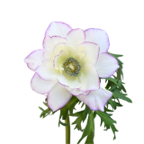 ANEMONE EDGE LIGHT PINK