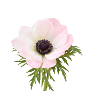 Anemones