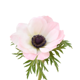 ANEMONE MISTRAL BABY PINK