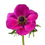 ANEMONE MISTRAL HOT PINK