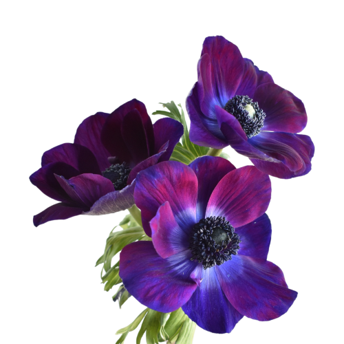 ANEMONE MISTRAL PURPLE