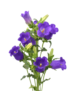 Campanulas