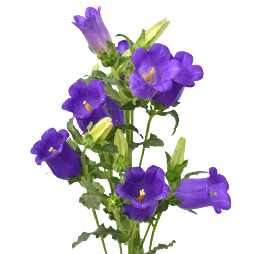 CAMPANULA PURPLE