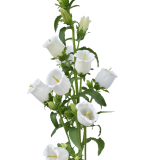 CAMPANULA WHITE