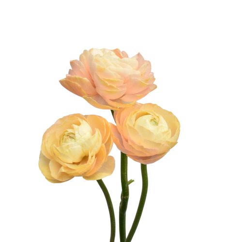 ELEGANCE PEACH PASTELLO