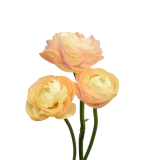 ELEGANCE PEACH PASTELLO (1)