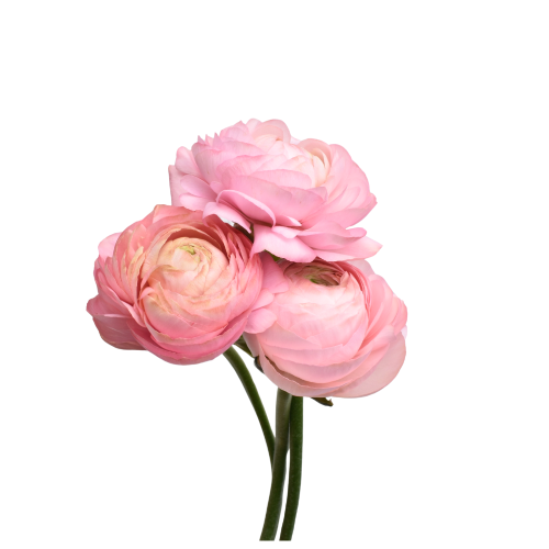 ELEGANCE PINK PASTELLO