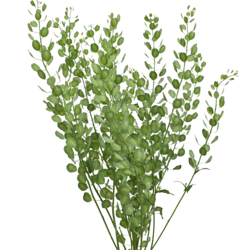 FIELD PENNYCRESS