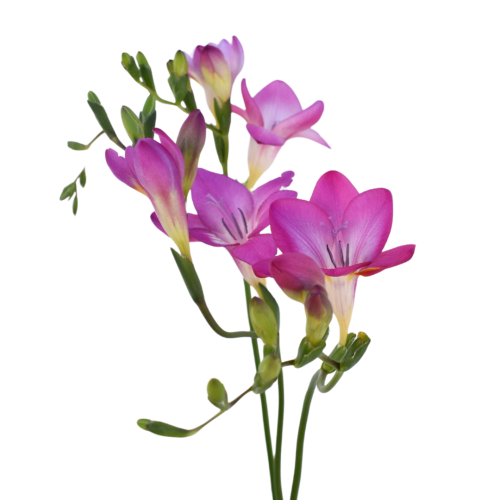 FREESIA LILA