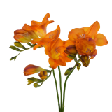 FREESIA MUSTARD