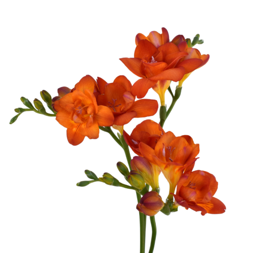 FREESIA ORANGE