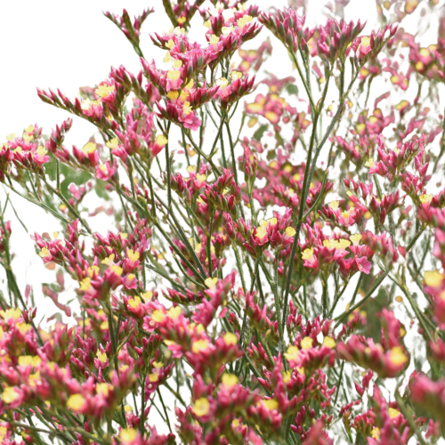 LIMONIUM PINK BEAUTY