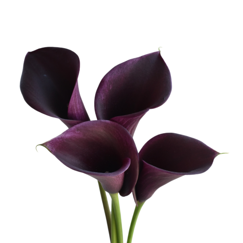 MINI CALLA DARK PURPLE