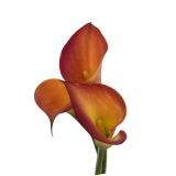 MINI CALLA ORANGE & RED