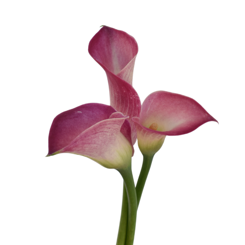 MINI CALLA PINK