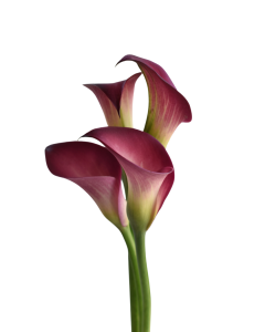Mini Calla