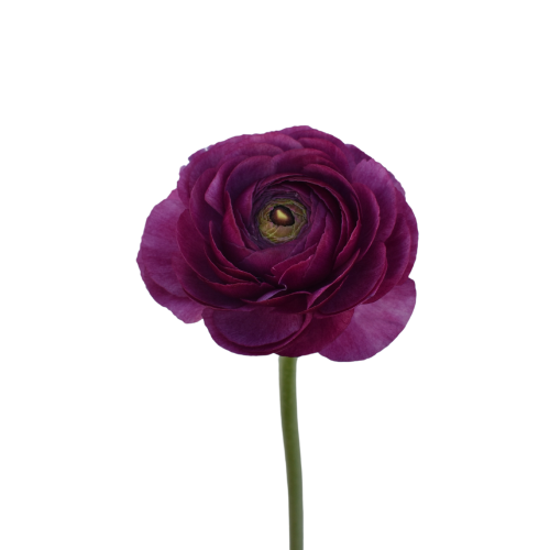 RANUNCULUS CLONI RENOIR