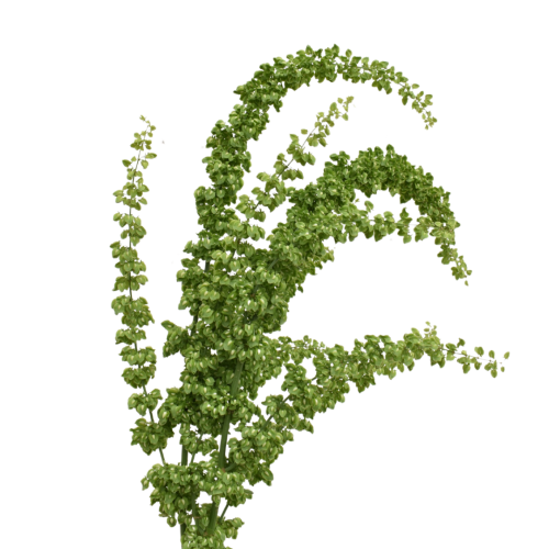 RUMEX UNICORN