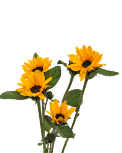 Spray Sunflower