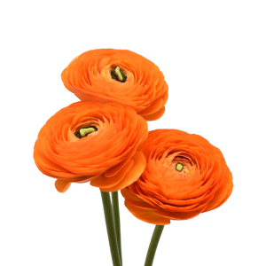 Ranunculus