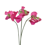 SWEET PEA HOT PINK