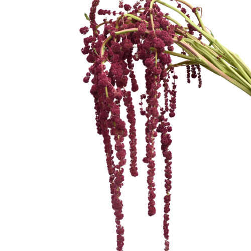 AMARANTHUS PONYTAILS RED