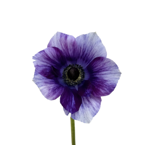 ANEMONE TIGGER BLUE