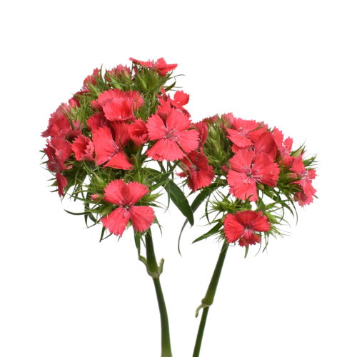 DIANTHUS SWEET WILLIAMS