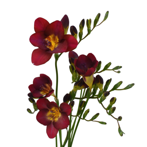 FREESIA RED