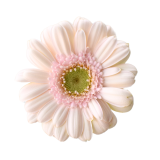 MINI GERBERA BRIDAL KIMSEY