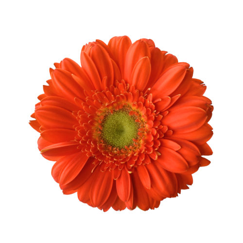 MINI GERBERA MONZA