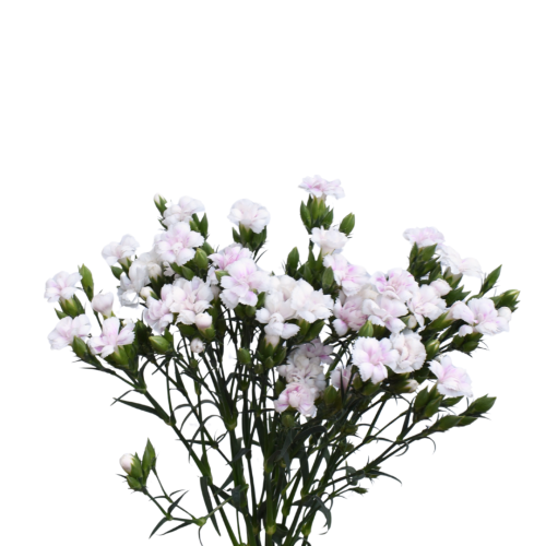 LILLIPUT MAGIC FROST