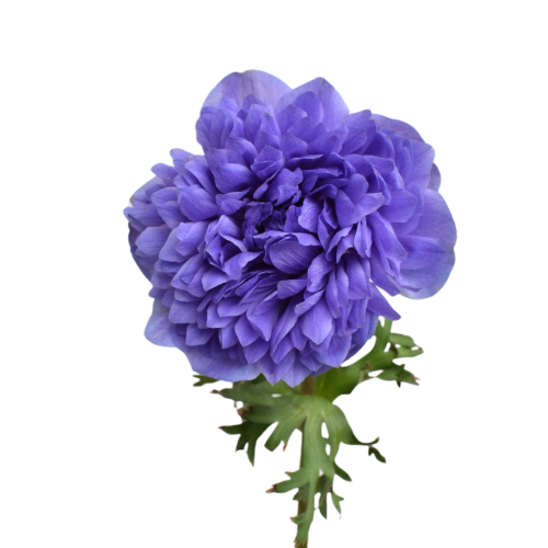 ANEMONE LEVANTE BLUE