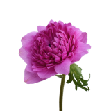 ANEMONE LEVANTE FUCSIA