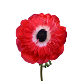 ANEMONE LEVANTE RED
