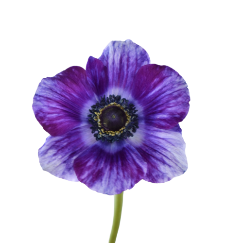 ANEMONE TIGGER INDIGO
