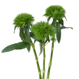 GREEN WICKY