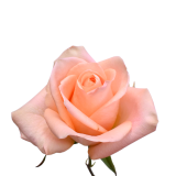 ROSA HONEY GLOW