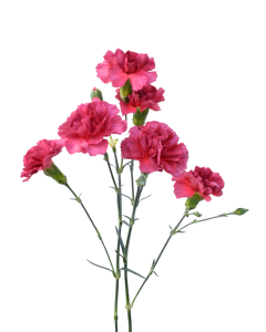 Mini Carnation