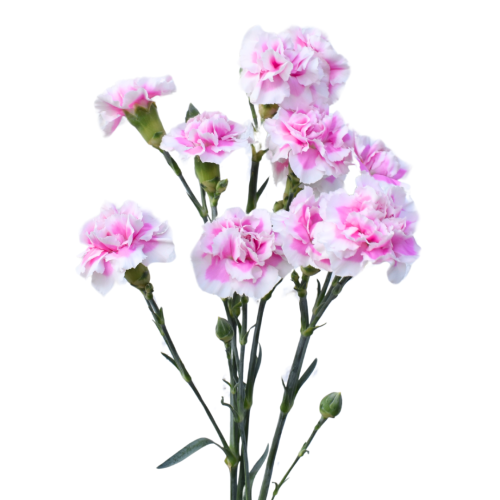 MINI CLAVEL MIRAFIORI