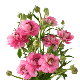 NATURA MODERNA DOLCE