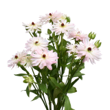 RANUNCULUS NATURA MODERNA VENUS