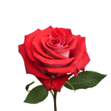 Candy cane rose, red candy cane rose