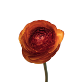 Ranunculus Success Brownie, success brownie, ranunculo brownie