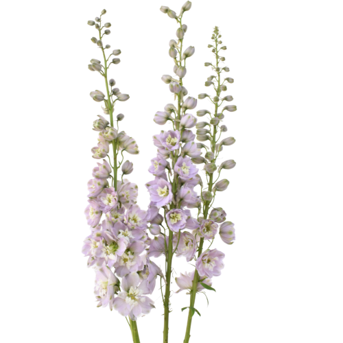 Y DELPHINIUM LIGHT PINK