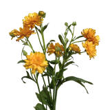 RANUNUCLUS MODERNA, NATURA MODERNA, MUSTARD