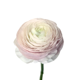 NEBBIA, RANUNCULUS NEBBIA