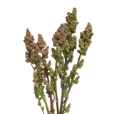 PINK NUGGE